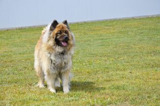 Pension canine la Mothe Achard