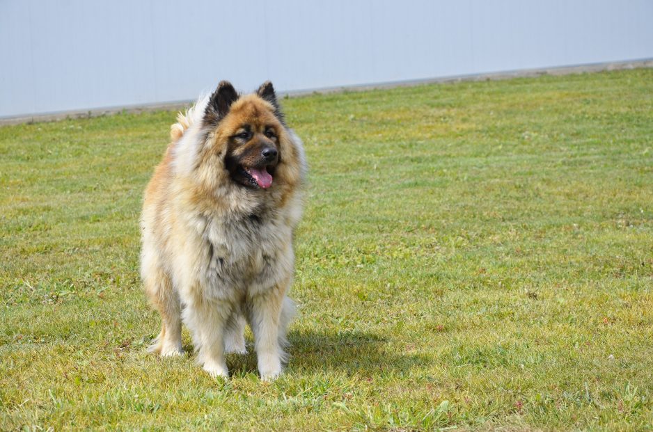 Pension canine la Mothe Achard