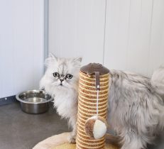 Pension pour chat en Vendée
