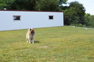 Pension pour chien en Vendée