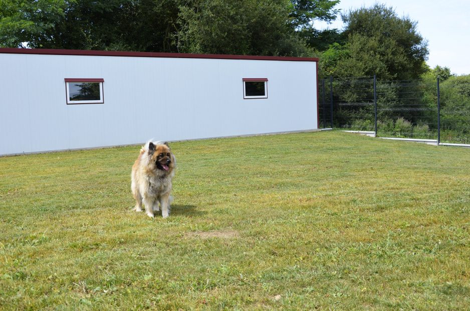 Pension pour chien en Vendée